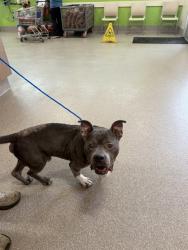 Shelter Stray Male Dog last seen Near BLOCK SEA WAVE CR, 3528 Newburg Rd, Louisville, KY 40218, USA