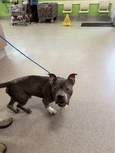 Shelter Stray Male Dog last seen Near BLOCK SEA WAVE CR, 3528 Newburg Rd, Louisville, KY 40218, USA