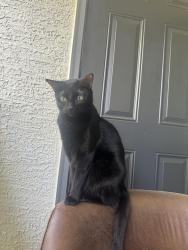 Reunited Female Cat last seen A W Grimes Blvd & US-79, HEB, Round Rock, TX 78664