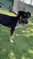 Shelter Stray Male Dog last seen LITTLE MOUNTAIN AND MICHELLE LN, 333 Chandler Pl, San Bernardino, CA 92408, USA