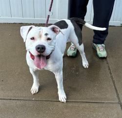 Shelter Stray Female Dog last seen Near BLOCK S. 4TH ST, 3528 Newburg Rd, Louisville, KY 40218, USA