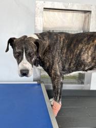Shelter Stray Female Dog last seen N SIERRA WAY X E 36TH ST, 333 Chandler Pl, San Bernardino, CA 92408, USA