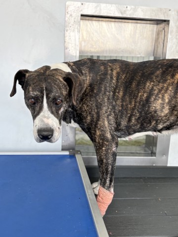 Shelter Stray Female Dog last seen N SIERRA WAY X E 36TH ST, 333 Chandler Pl, San Bernardino, CA 92408, USA