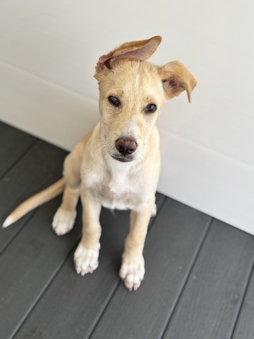 Shelter Stray Male Dog last seen Near BLOCK N MOUNT VERNON AVE, 333 Chandler Pl, San Bernardino, CA 92408, USA