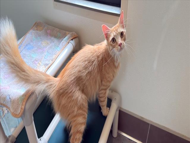 Shelter Stray Male Cat last seen Near BLOCK E SHORT ST, 1601 Eubanks Rd, Chapel Hill, NC 27516, USA