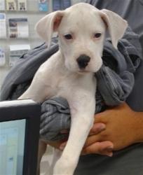 Shelter Stray Female Dog last seen 10TH ST OFF RAMP OFF OF NB I-44, 2811 SE 29th St, Oklahoma City, OK 73129, USA