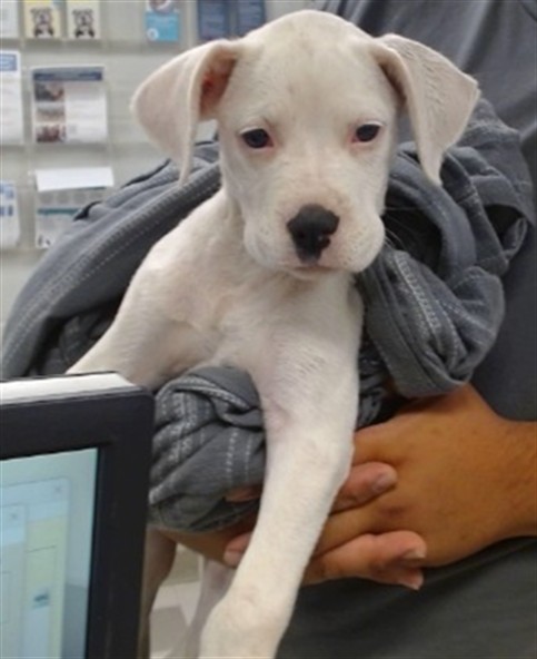 Shelter Stray Female Dog last seen 10TH ST OFF RAMP OFF OF NB I-44, 2811 SE 29th St, Oklahoma City, OK 73129, USA