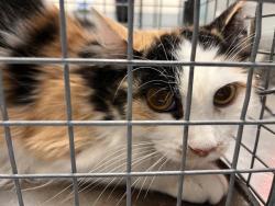 Shelter Stray Female Cat last seen Near BLK FLEMINGTON CT, 655 N Mojave Rd, Las Vegas, NV 89101, USA