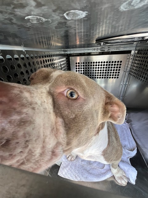 Shelter Stray Unknown Dog last seen Near BLOCK SW 54TH ST, OKLAHOMA CITY OK 73109, 2811 SE 29th St, Oklahoma City, OK 73129, USA