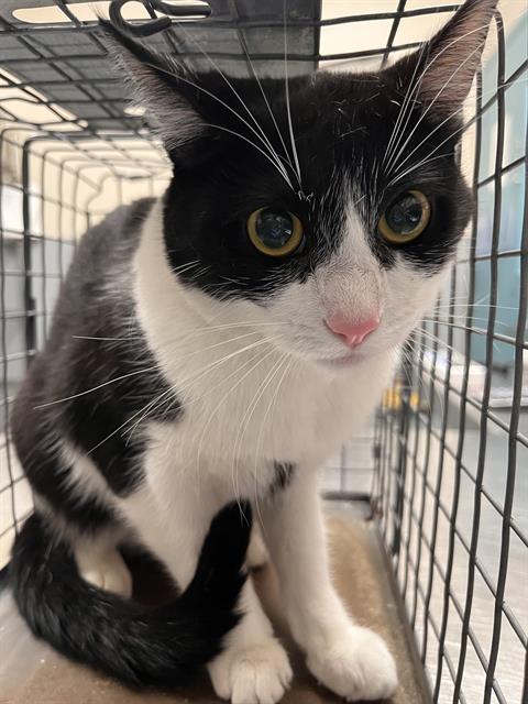 Shelter Stray Female Cat last seen Near BLK OF REVOLUTION DR, 655 N Mojave Rd, Las Vegas, NV 89101, USA
