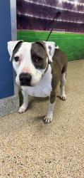 Shelter Stray Male Dog last seen Near BLOCK NW 71 ST, 3599 NW 79th Ave, Doral, FL 33122, USA