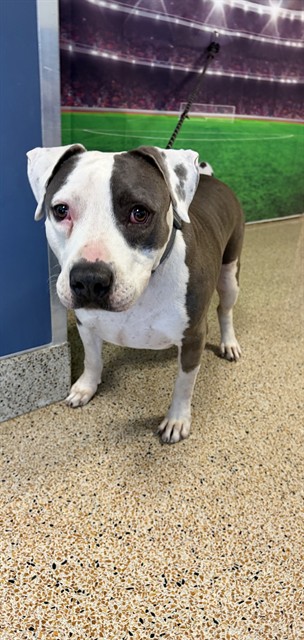 Shelter Stray Male Dog last seen Near BLOCK NW 71 ST, 3599 NW 79th Ave, Doral, FL 33122, USA