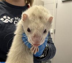 Shelter Stray Male Ferret last seen , 4556 Castleton Ct, Castle Rock, CO 80109, USA