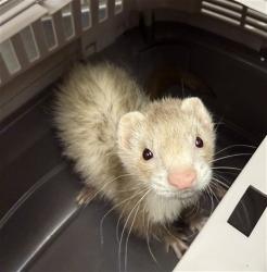 Shelter Stray Male Ferret last seen , 4556 Castleton Ct, Castle Rock, CO 80109, USA
