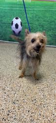Shelter Stray Female Dog last seen SW 312 ST & SW 132 AVE, 3599 NW 79th Ave, Doral, FL 33122, USA