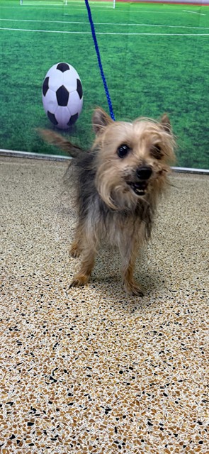 Shelter Stray Female Dog last seen SW 312 ST & SW 132 AVE, 3599 NW 79th Ave, Doral, FL 33122, USA