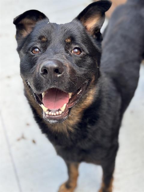 Shelter Stray Male Dog last seen Near, 2600 S Harding St, Indianapolis, IN 46221, USA