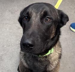 Shelter Stray Male Dog last seen , 4000 N Silverbell Rd, Tucson, AZ 85745, USA