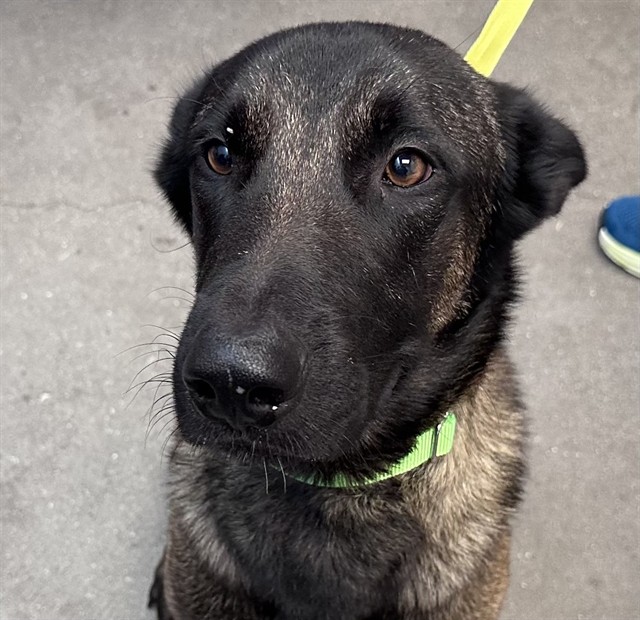 Shelter Stray Male Dog last seen , 4000 N Silverbell Rd, Tucson, AZ 85745, USA