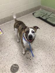 Shelter Stray Male Dog last seen MALLEY DR / GRANT DR, 12155 Park Blvd, Brighton, CO 80601, USA