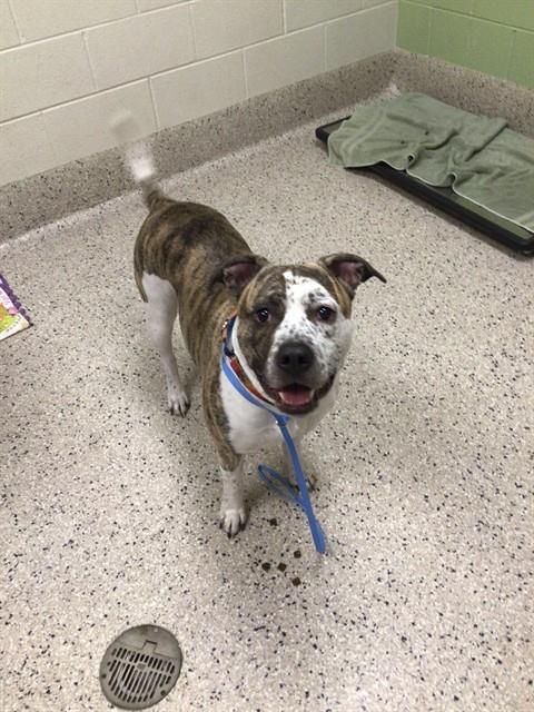 Shelter Stray Male Dog last seen MALLEY DR / GRANT DR, 12155 Park Blvd, Brighton, CO 80601, USA