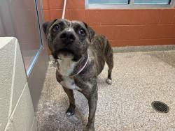 Shelter Stray Female Dog last seen Near BLOCK E 6TH ST, PUEBLO CO 81001, 4600 Eagleridge Pl, Pueblo, CO 81008, USA