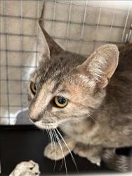 Shelter Stray Female Cat last seen , 11361 W Pico Blvd, Los Angeles, CA 90064, USA