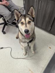 Shelter Stray Female Dog last seen Near BLOCK E ARIZONA AVE, DENVER CO 80246, 2080 S Quebec St, Denver, CO 80231, USA
