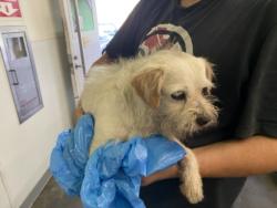 Shelter Stray Male Dog last seen , 1850 W 60th St, Los Angeles, CA 90047, USA