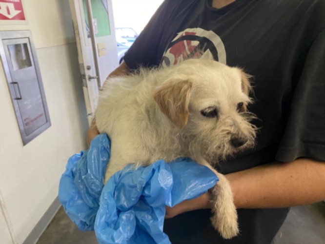 Shelter Stray Male Dog last seen , 1850 W 60th St, Los Angeles, CA 90047, USA