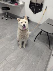 Shelter Stray Male Dog last seen Near BLOCK E ARIZONA AVE, DENVER CO 80246, 2080 S Quebec St, Denver, CO 80231, USA
