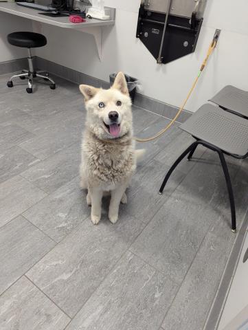 Shelter Stray Male Dog last seen Near BLOCK E ARIZONA AVE, DENVER CO 80246, 2080 S Quebec St, Denver, CO 80231, USA