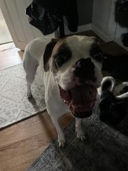 Reunited Male Dog last seen 16th Ave SW, 12th Ave SW, Federal Way, WA 98023