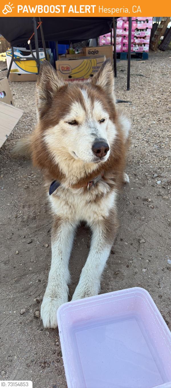 Found/Stray Male Dog last seen Pine and 7th street, Hesperia, CA 92345