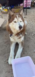 Found/Stray Male Dog last seen Pine and 7th street, Hesperia, CA 92345