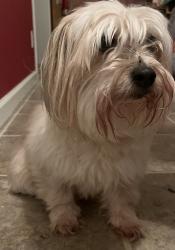 Reunited Female Dog last seen Captain John's Dockside, Chapel Hill, NC 27517