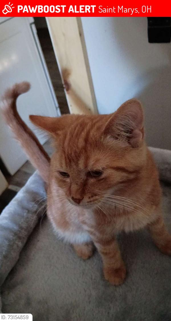 Lost Female Cat last seen Villinova, Saint Marys, OH 45885