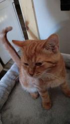 Lost Female Cat last seen Villinova, Saint Marys, OH 45885