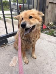 Found/Stray Female Dog last seen Banjo St and Junell St, behind Osborne Elementary School, Houston, TX 77088