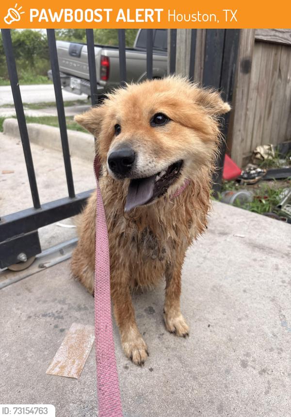 Found/Stray Female Dog last seen Banjo St and Junell St, behind Osborne Elementary School, Houston, TX 77088