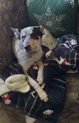 Reunited Female Dog last seen Vineyard Avenue and Holly Street, Oxnard, CA 93036