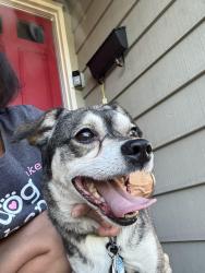 Found/Stray Male Dog last seen Scottsdale and Everdale, San Jose, CA 95148