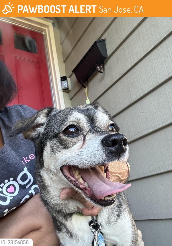Found/Stray Male Dog last seen Scottsdale and Everdale, San Jose, CA 95148
