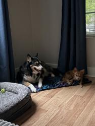 Reunited Female Dog last seen Addington Dr NW, Georgia 30101, USA, Cobb County, GA 30101