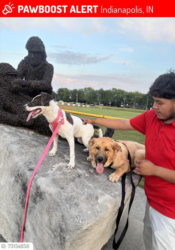 Lost Female Dog last seen Near N Carroll Rd, Indianapolis, Indianapolis, IN 46235