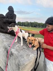 Lost Female Dog last seen Near N Carroll Rd, Indianapolis, Indianapolis, IN 46235