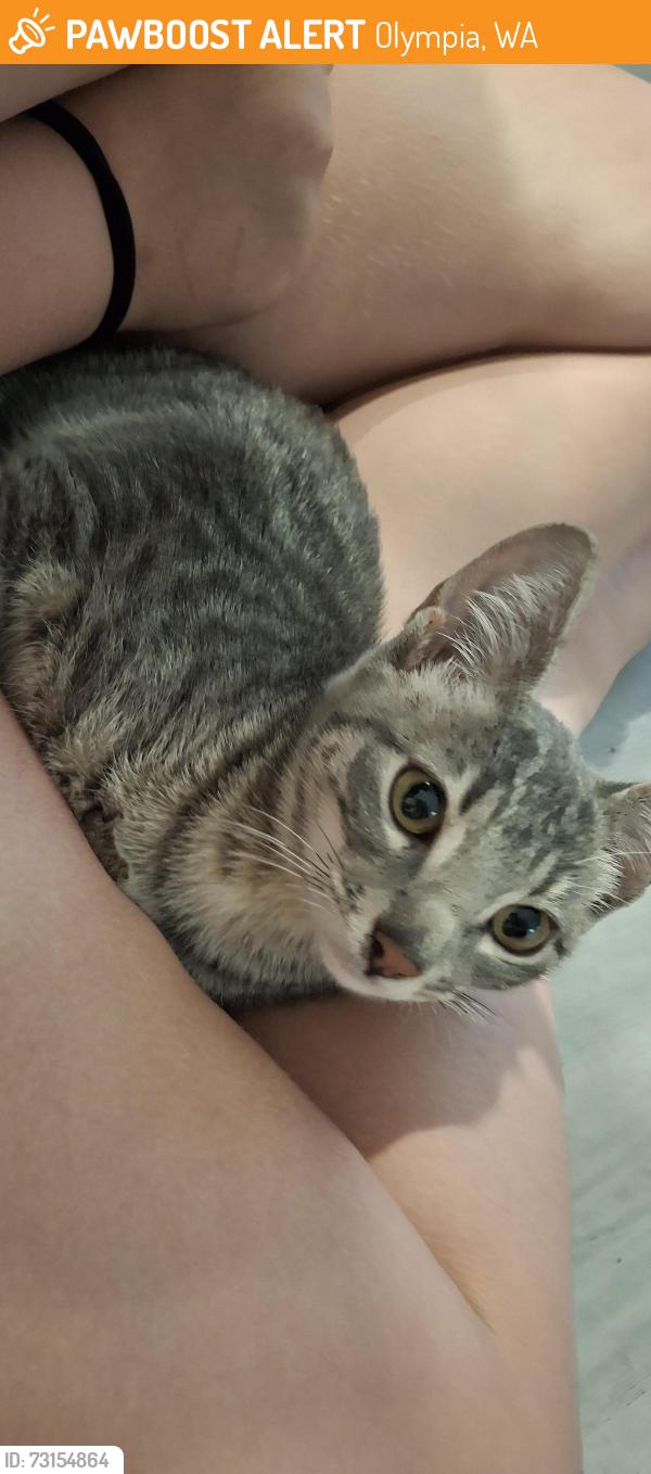 Found/Stray Male Cat last seen Aldea glen, Olympia, WA 98503