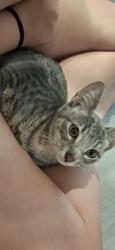 Found/Stray Male Cat last seen Aldea glen, Olympia, WA 98503