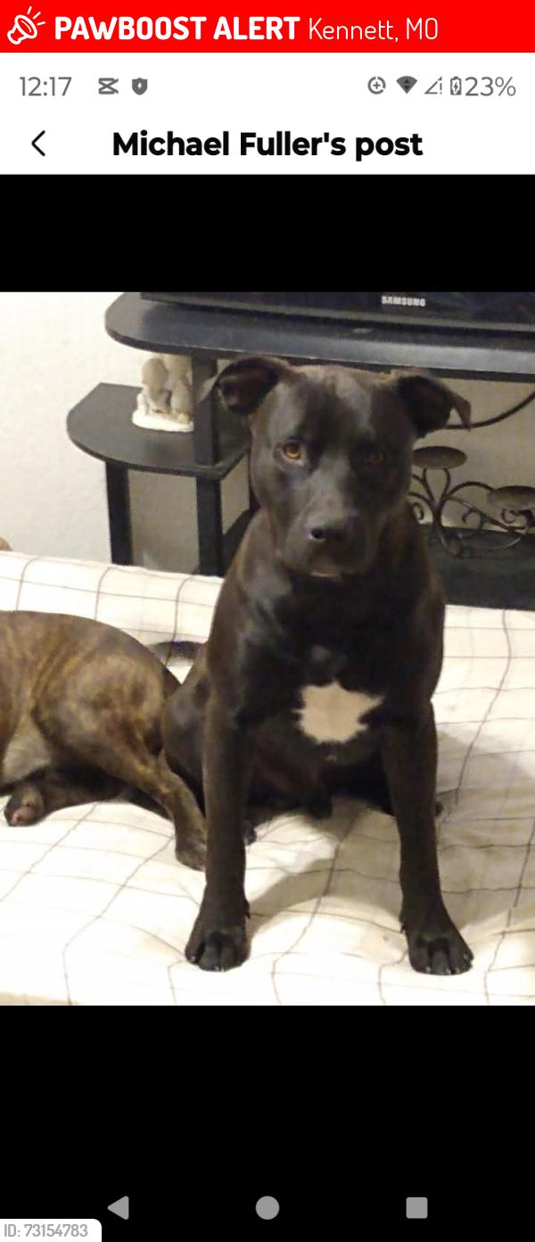 Lost Male Dog last seen Hucks, Kennett, MO 63857