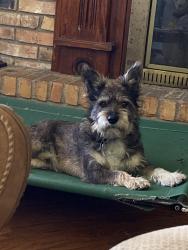 Lost Male Dog last seen Near Nelson Drive, Saint Martinville, LA 70582